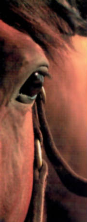 equineequityclassicjumpercropped.jpg